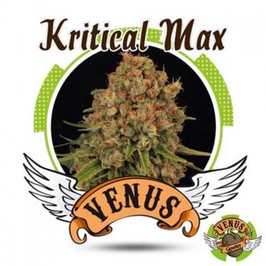 Kritical Max de Venus Genetics feminizada - GB The Green Brand