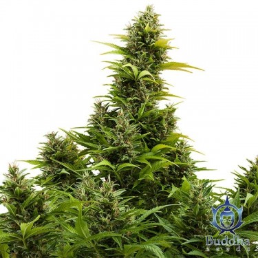 Medikit Auto CBD Semente autoflorescente - GB The Green Brand