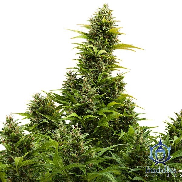 Medikit Auto CBD Semente autoflorescente - GB The Green Brand