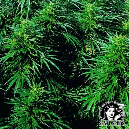 Ruderalis Skunk ® Autoflorescente Sensi Sementes - GB The Green Brand