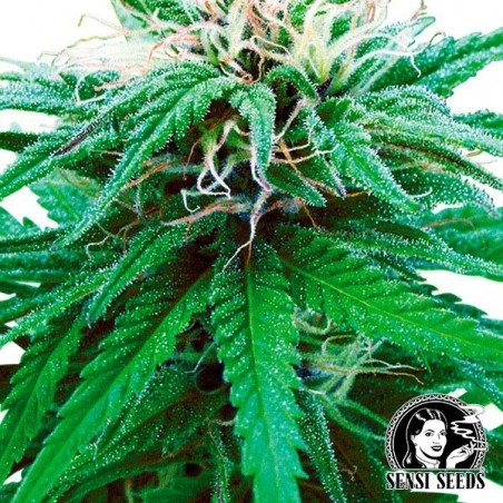 Ruderalis Indica ® Regular Auto Sensi Sementes - GB The Green Brand