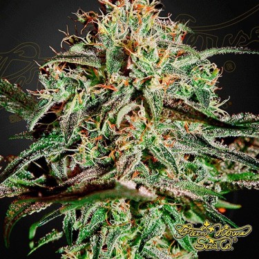 A.M.S. de Green House Sementes feminizadas - GB The Green Brand