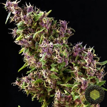 Purple Paro Valley feminizado Mandala Sementes - GB The Green Brand