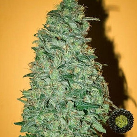 California Dream feminizado de Mandala Seeds - GB The Green Brand