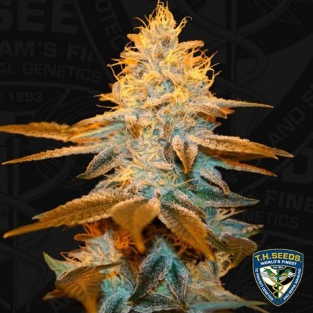 Glue de morango - T.H. Seeds - feminizado - GB The Green Brand