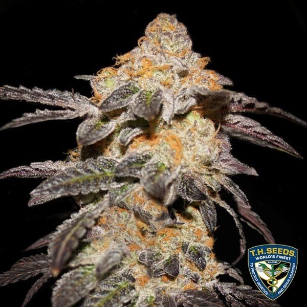 View Cookies franceses - T.H. Seeds - 100% feminizado - GB The Green Brand