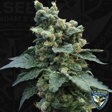 Sage ́n Sour Feminizado de Sementes T.H. - GB The Green Brand