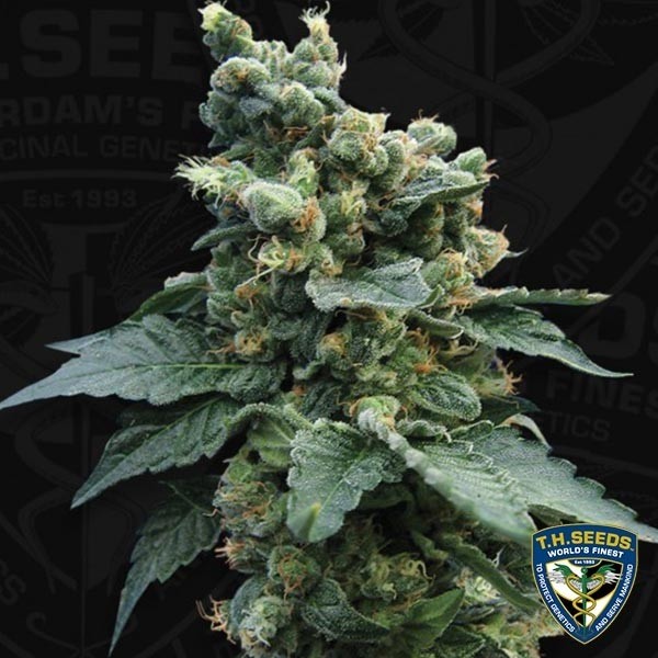 Sage ́n Sour Feminizado de Sementes T.H. - GB The Green Brand