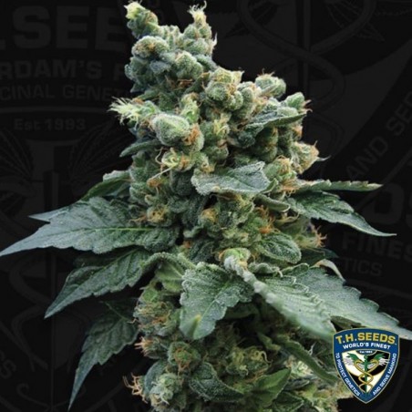 Sage ́n Sour Feminizado de Sementes T.H. - GB The Green Brand