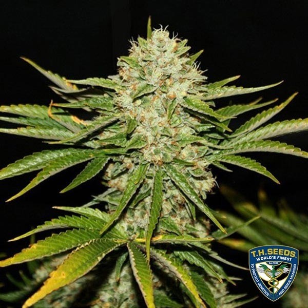 View Banco Feminizado T.H. Seeds - GB The Green Brand