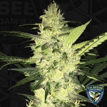 O S.A.G.E. de T.H. Seeds feminizado - GB The Green Brand