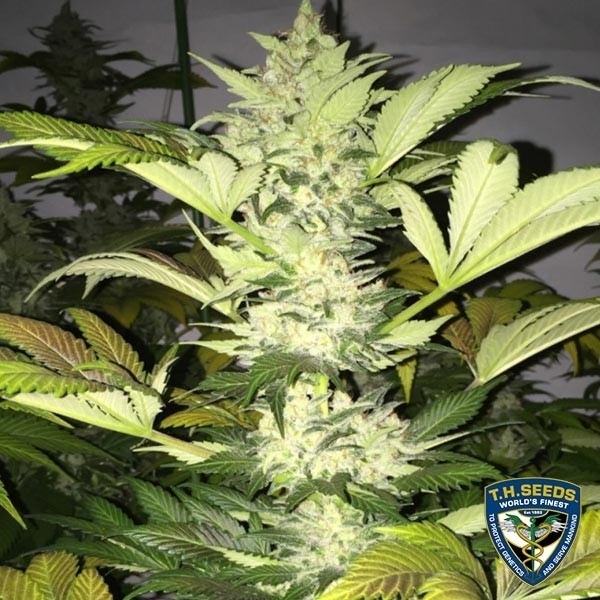 View Telhado 95 Marijuana Planta