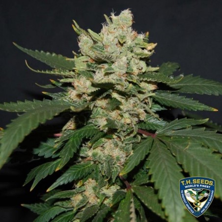 M.O.B. de T.H. Seeds feminizadas - GB The Green Brand