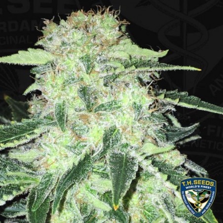 S.A.G.E. T.H. Seeds feminizada CBD - GB The Green Brand