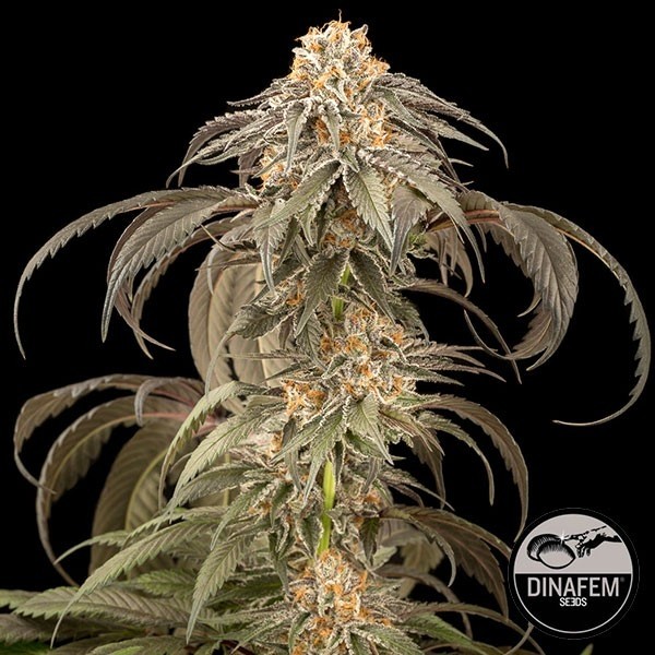 View Purple Afghan Kush Dinafem feminizado - GB The Green Brand