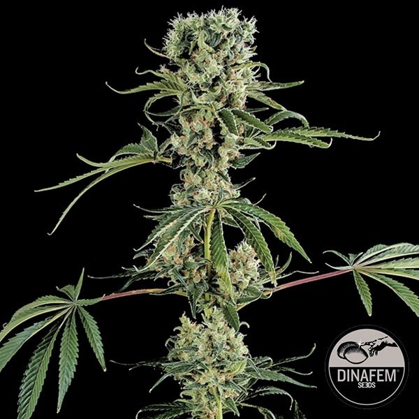 Moby Dick 2 de Dinafem sementes feminizadas - GB The Green Brand