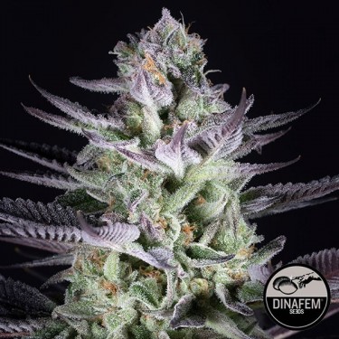 Blueberry Sementes Cookies em Sementes Dinafem - GB The Green Brand