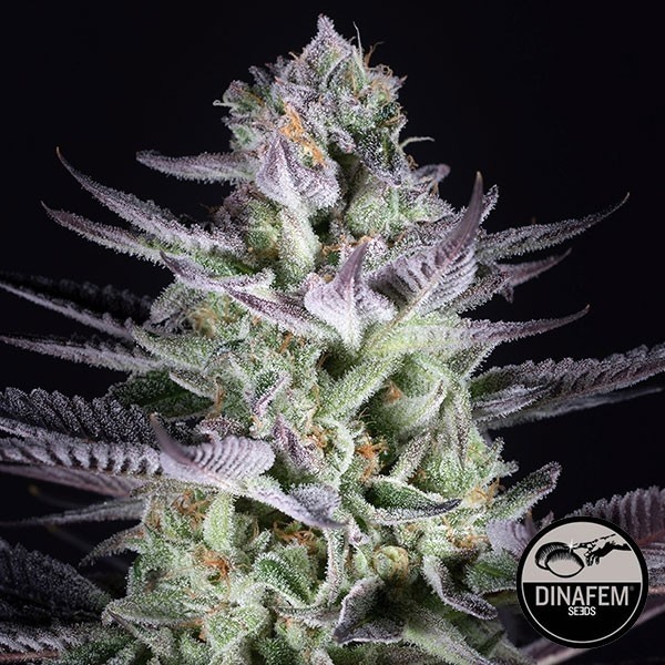 View Blueberry Sementes Cookies em Sementes Dinafem - GB The Green Brand