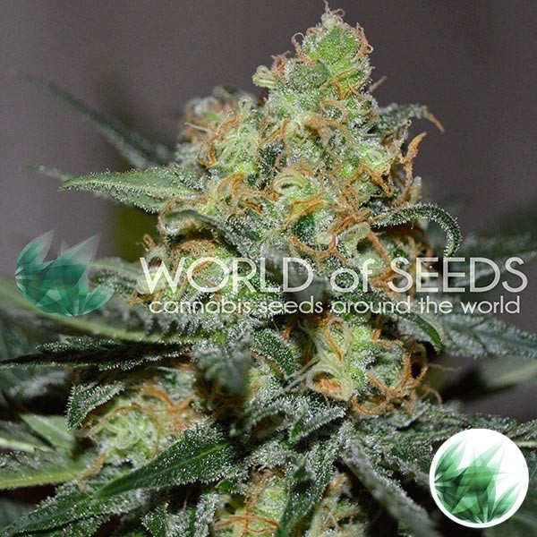 View Kush afegão x Skunk do mundo das sementes - GB The Green Brand