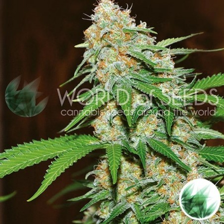 Mazar X Branco Rhino de Mundo de Sementes - GB The Green Brand