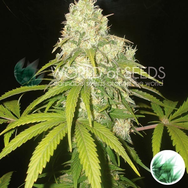 View Kush afegão x Yumbolt de mundo de sementes - GB The Green Brand