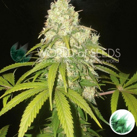 Kush afegão x Yumbolt de mundo de sementes - GB The Green Brand