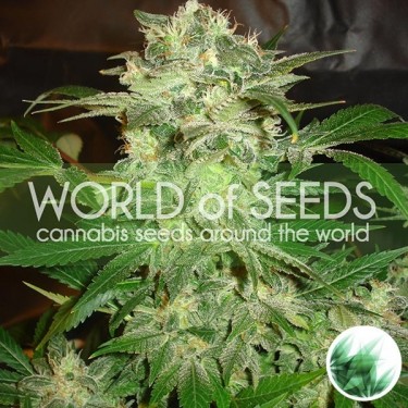 Mazar Kush do mundo das sementes feminizadas - GB The Green Brand