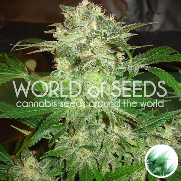View Mazar Kush do mundo das sementes feminizadas - GB The Green Brand
