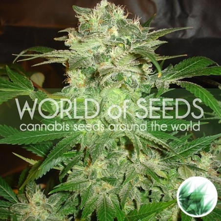 Mazar Kush do mundo das sementes feminizadas - GB The Green Brand