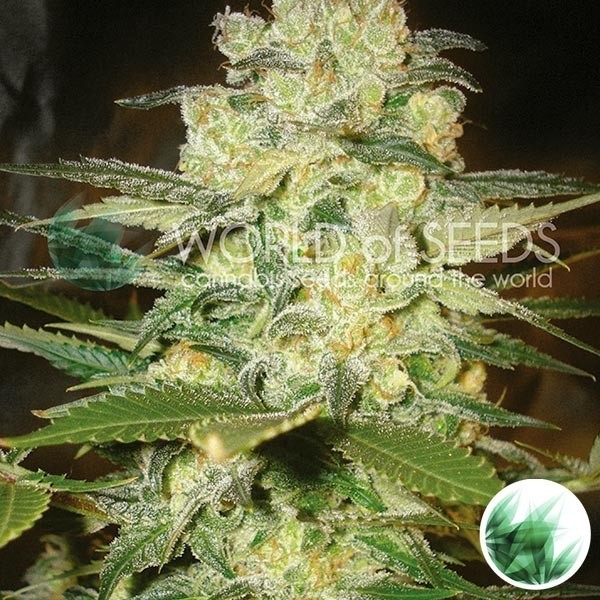 View Afegão Kush x White Widow Mundo de Sementes - GB The Green Brand