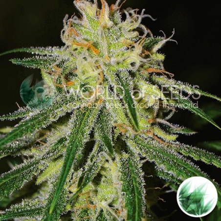 Amnesia de World Of Seeds feminized - GB The Green Brand