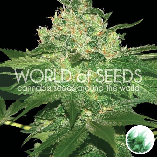 View Planta afegã Kush Marijuana