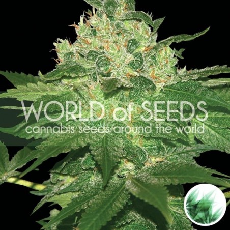 Planta afegã Kush Marijuana