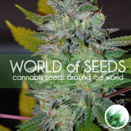 Space de World of Seeds feminized - GB The Green Brand