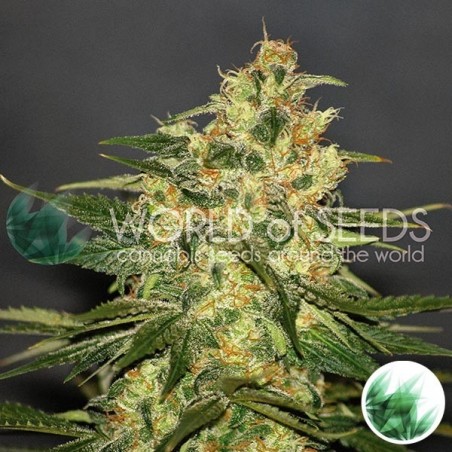 Ketama de World of Seeds feminized - GB The Green Brand