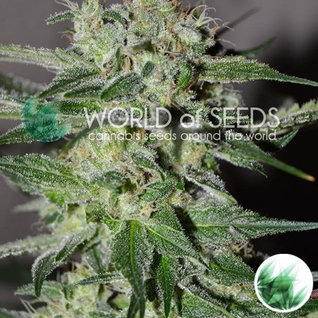 Pakistan Valley of World of Seeds feminized - GB The Green Brand