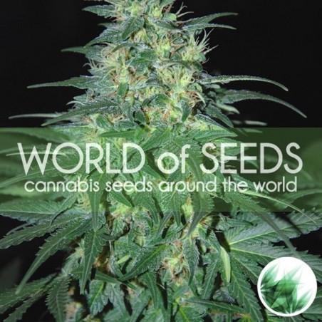 Sul Africano Kwazulu de World of Seeds - GB The Green Brand