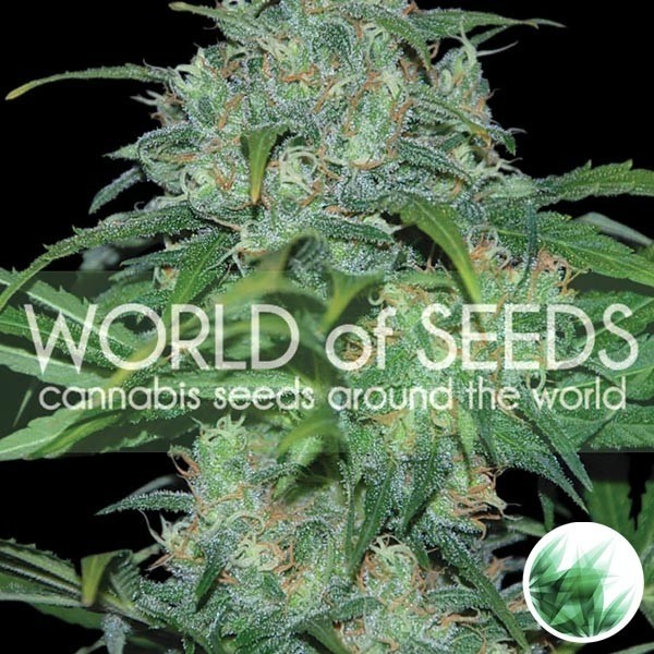 View Wild Thailand de World of Seeds feminized - GB The Green Brand