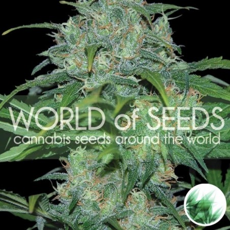 Wild Thailand de World of Seeds feminized - GB The Green Brand