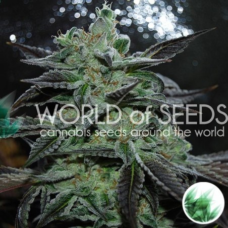 Mundo de Sementes feminizado Morango Azul - GB The Green Brand