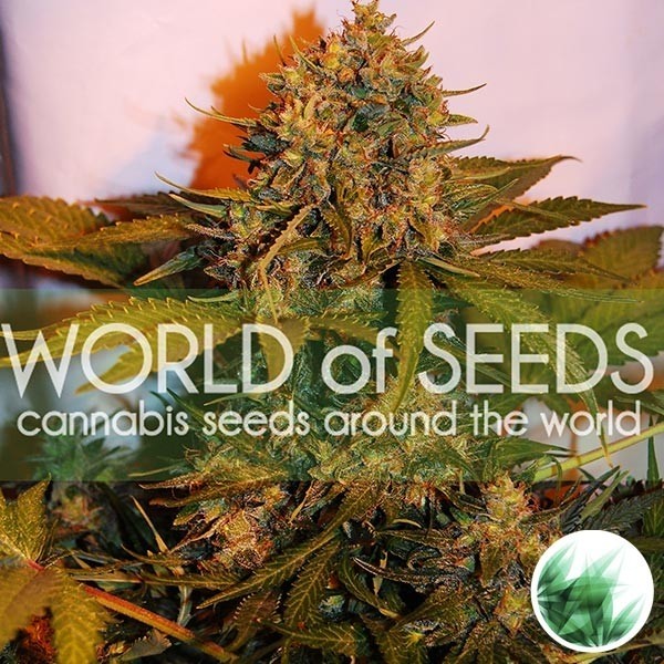 View Northern Light x Big Bud Auto de WOS - GB The Green Brand