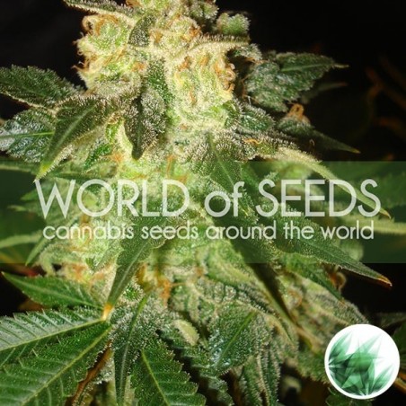 Pakistan Ryder Auto de World of Seeds - GB The Green Brand