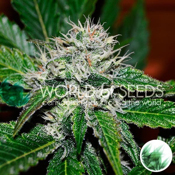 View Amnesia Ryder de World of Seeds feminizada - GB The Green Brand