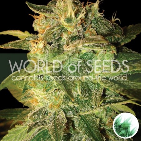 Sugar Mango Ryder Auto de World Of Seeds - GB The Green Brand