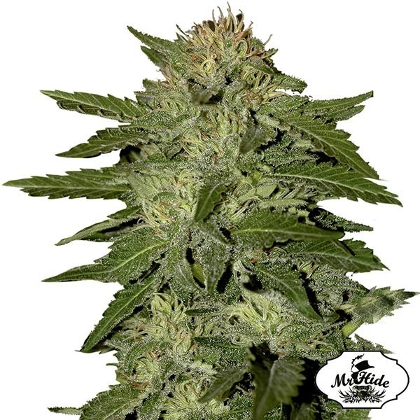 View Sementes Auto White Widow por Mr. Hide Seeds - GB The Green Brand