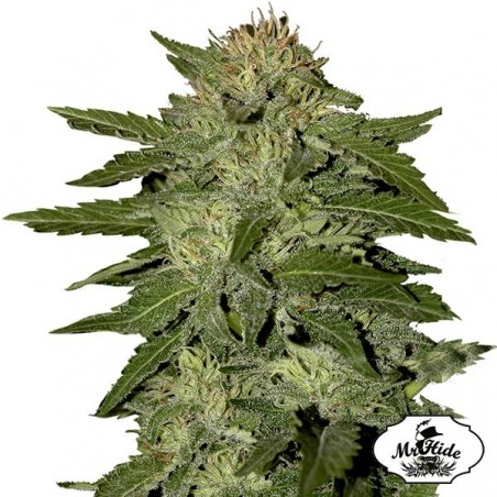 Sementes Auto White Widow por Mr. Hide Seeds - GB The Green Brand