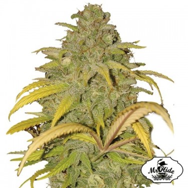 View Sementes Auto Northern Cream de Mr Hide Seeds - GB The Green Brand