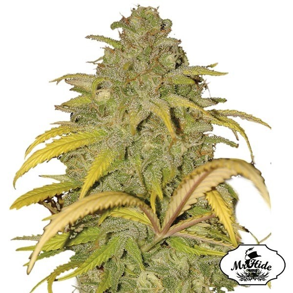 View Sementes Auto Northern Cream de Mr Hide Seeds - GB The Green Brand