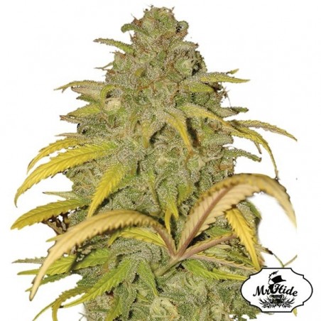 Sementes Auto Northern Cream de Mr Hide Seeds - GB The Green Brand