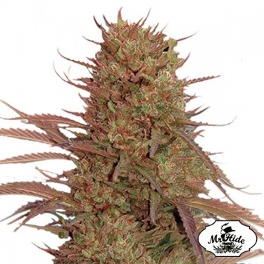 View Sementes de massa de creme automático de Mr Hide Seeds - GB The Green Brand
